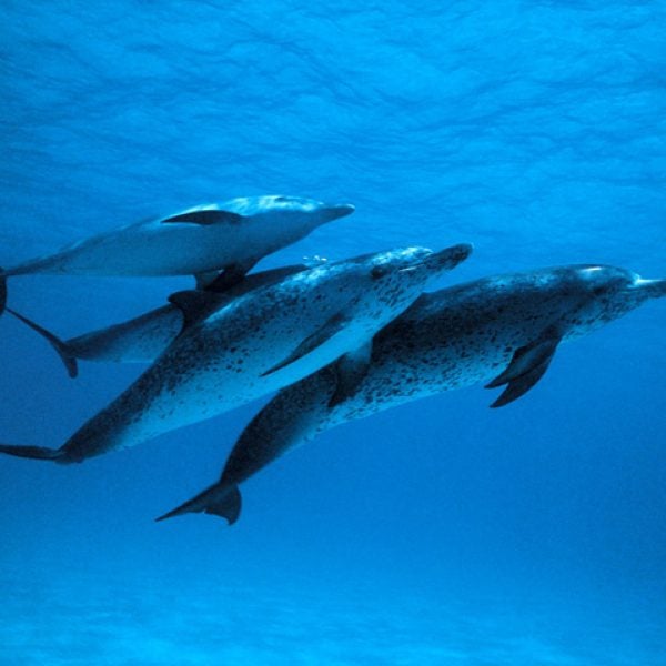 DOLPHIN SYNERGY Dolphins Group Blue Calm Mammals Family Atlantic Spotted Dolphins Stenella Plagiodon Gentle Tranquil
