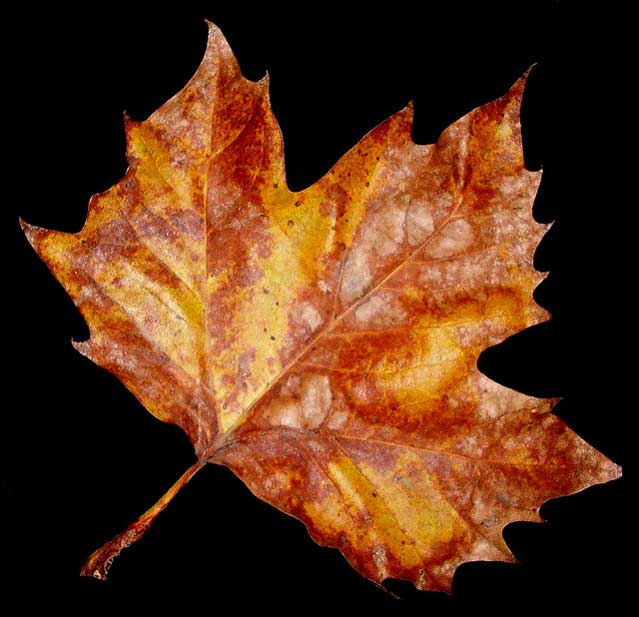 Leaf
