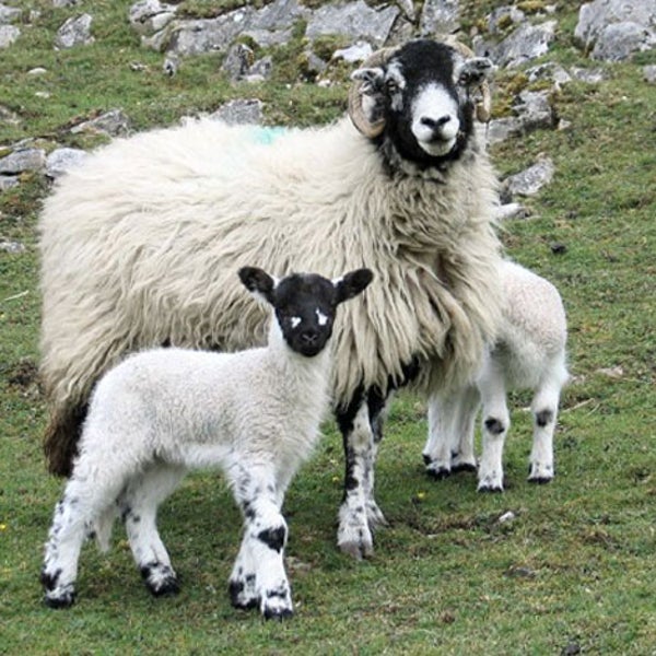 Wool is looking to give down a