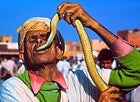 Local flavor: charming the wildlife in the High Atlas, Morocco