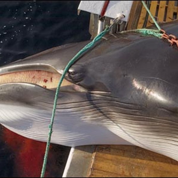norwegian whaling