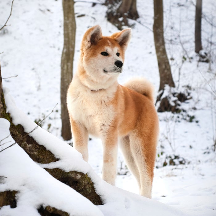 An Akita is truly a royal pup—hailing from Japan, this breed was once only owned by the Imperial family. Statues of the Akita were also given as gifts to new parents to bring health, happiness, and a long life. This dog, originally bred as a cold-weather hunting companion with a dense undercoat and harsh outer coat, can often be independent and stubborn, but will remain protective and loyal to its family.