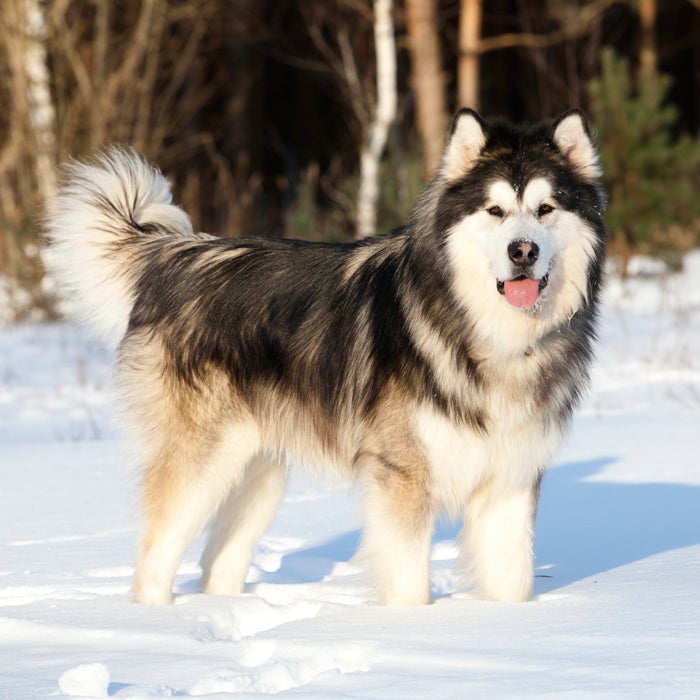 Bred to haul heavy loads, run, and roam, the Alaskan Malmute is the ultimate cold-weather canine. "The Alaskan Malamute is a great cold weather breed because of its origin—they come from Alaska and are the oldest and largest of the Arctic sled dogs, having been used for freighting in the Arctic," says Gina DiNardo, vice president of the American Kennel Club. "They have a thick, coarse coat that keeps them warm."