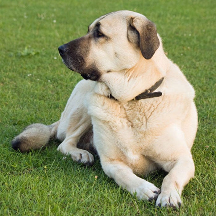 The Anatolian Shepherd is a serious mountain dog—the breed is rugged and tough, but still agile and able to handle long treks. Originally used as a flock guard in Turkey more than 6,000 years ago, this breed has low energy but is very protective—the dog should know who is boss from the beginning and will then welcome strangers that the owner introduces.