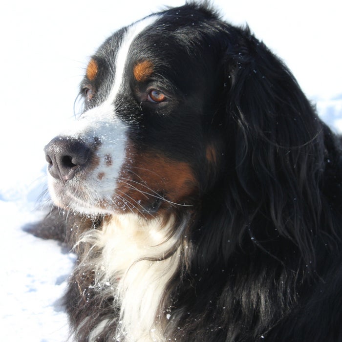 This dog has it all—strength, speed, and agility—but will still be completely devoted to its owner with its gentle temperament and low exercise needs. The breed, originally bred as a drafting and driving dog in Switzerland, is sturdy and large enough to carry it's own gear--and some of yours, too.