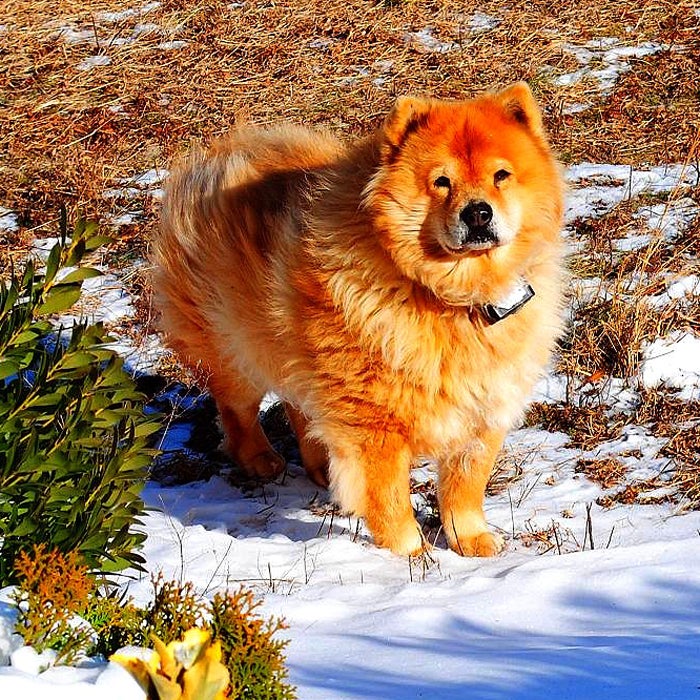 Chow Chows are perhaps best known for their black tongues and wooly coats, which make them extremely tolerant to cold temperatures. "If you love the outdoors and are owned by a Chow Chow, then you should take him or her everywhere you go in the snow," says Pat Foose, co-owner of Colorado-based Pendleton Chows. "Chows are most delighted when with their humans."