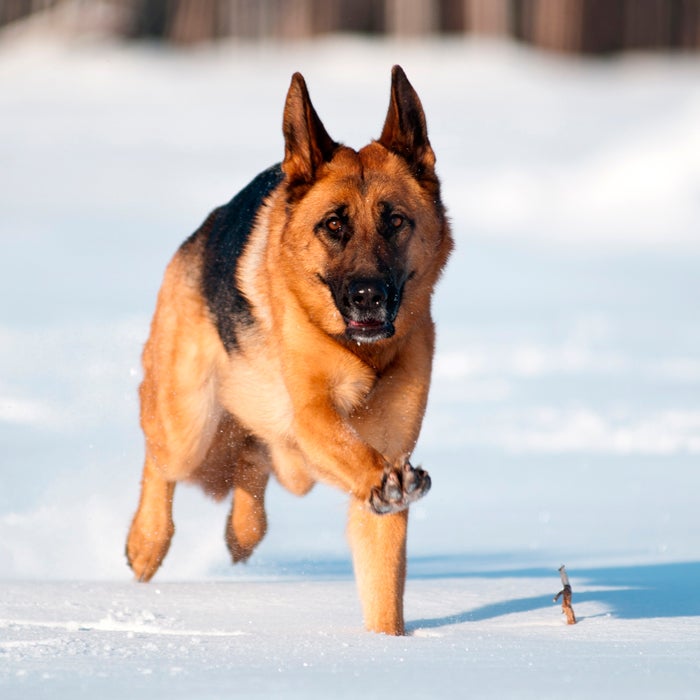 The breed's popularity grew with Rin Tin Tin, the abandoned German Shepherd pup found during WWI who went on to star in TV shows and movies. Known for their herding, guarding, and police work, German Shepherds are strong, agile, hard workers that have a lot of energy and learn quickly. This breed commonly suffers from hip dysplasia, which can likely be avoided by buying from a credible breeder.
