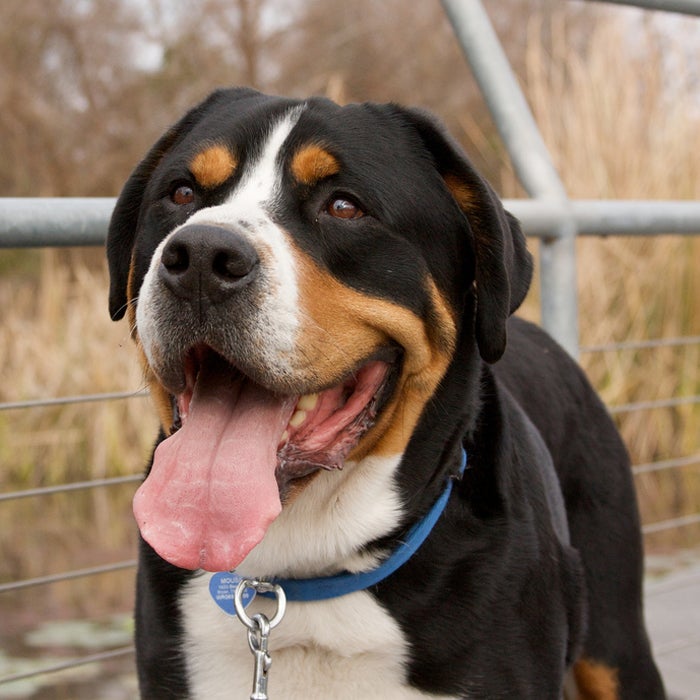 The Swissy was originally known as the "poor man's horse," and used as a draft dog for farmers, herdsmen, merchants, and even the Swiss during the second World War. A large and powerful breed weighing 85 to 140 pounds, this dog has a gentle attitude and moderate exercise needs, although they will eagerly hike, cart, herd, and backpack.