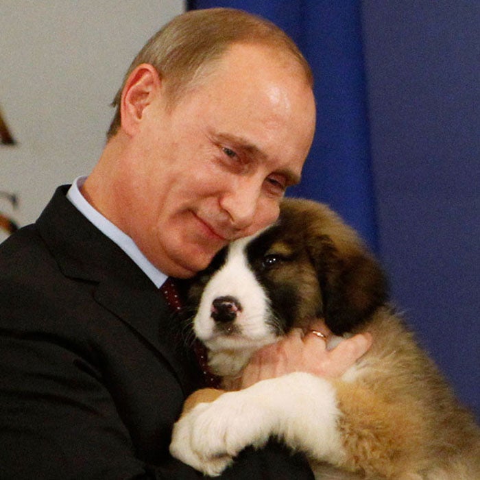 Also known as the Bulgarian Shepherd, the Karakachan Bear Dog (right) is a natural livestock guardian and working dog, but still makes for a loyal pet with protective instincts. This smart dog ranges from 80 to 120 pounds and loves to be outside in open spaces, not cooped up inside all day. In fact, these dogs often won't seek shelter in rain or snow, preferring to sleep outdoors.Vladimir Putin has owned his Karakachan, Buffy, since 2010. How long have you had yours?