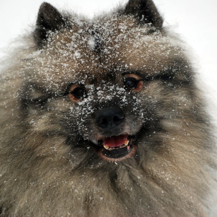 The thick fur and downy undercoat on this super affectionate pooch create insulation from harsh temperatures and damp climates, and its color pattern often gives it a pair of "spectacles." "The Keeshond has a very thick coat that kept it warm when it served as a watchdog on riverboats in Holland," DiNardo says. At one point, the Dutch Patriot Political Party even used the Keeshond as their mascot. The Keeshond is friendly, learns quickly, and is readily active, but is still okay with taking it easy at home as a friendly pet. These pooches need quite a bit of exercise, or else they'll end up spinning in circles, literally.