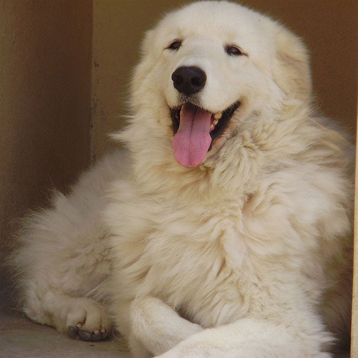 To be considered a true Kuvasz, this dog must always sport white fur, according to the American Kennel Club. Originating in Tibet, the Kuvasz—which means "armed guard of nobility" in Turkish—was later owned by the royal family in Hungary before finding a more "common" lifestyle as a light-footed hunter and herder. The Kuvasz's double coat makes it a perfect mountain dog, and its trainability and fearless protective instincts provide a perfect four-legged companion. A fenced-in, open yard works best for this energetic, yet possibly destructive, breed.