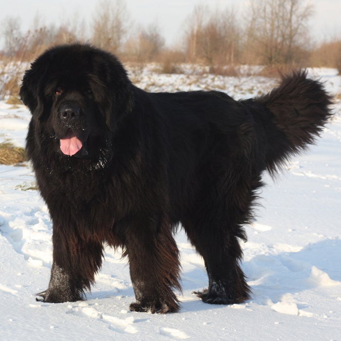 The perfect family dog, Newfies have low energy, but come chock full of friendliness and protectiveness. This breed is calm and patient, and can weigh up to 150 pounds. "The Newfoundland has a heavy coat that protected it from the icy waters it was originally bred to work in, making it ideal for colder weather," says DiNardo. These Canadian dogs are still used in water rescues today, but don't be fooled by their swimming skills—a double coat and a strong body make it ideal for mountains, too. And although these gentle giants barely ever bark, they do drool...a lot.