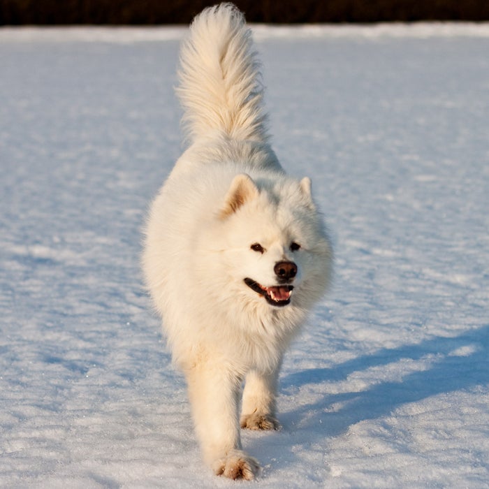 Who doesn't want to wake up to the "Samoyed Smile" everyday? These playful, yet gentle dogs are perfect as companions, but need plenty of physical and mental exercise. The Samoyed, from Siberia, was originally bred for herding reindeer, hunting, and hauling sledges, says DiNardo. Now, its compact build mixed with an agile grace make it a strong, fun breed.