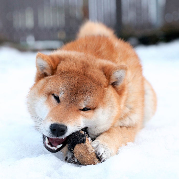 Shiba Inus have thick fur and a double coat. These confident dogs are quite spirited, very vocal, and always ready to explore. "Goku absolutely loves the snow," says one owner of a two-and-a-half year old Shiba. "I call it romping—he romps all day. I have countless videos of him swimming in the snow, and he loves searching for things in the snow, too."