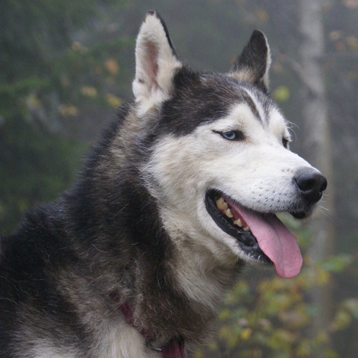 Originating from Northeast Asia, the Husky is another breed that is used for dog sledding. "The huskies that I have worked with have been very vocal," says Cruz, who has worked with arctic dogs as a trail vet for the multiple sled dog races. "They do shed, but the degree is a function of environmental factors and overall health. They do need a great deal of exercise to stay mentally and physically healthy."