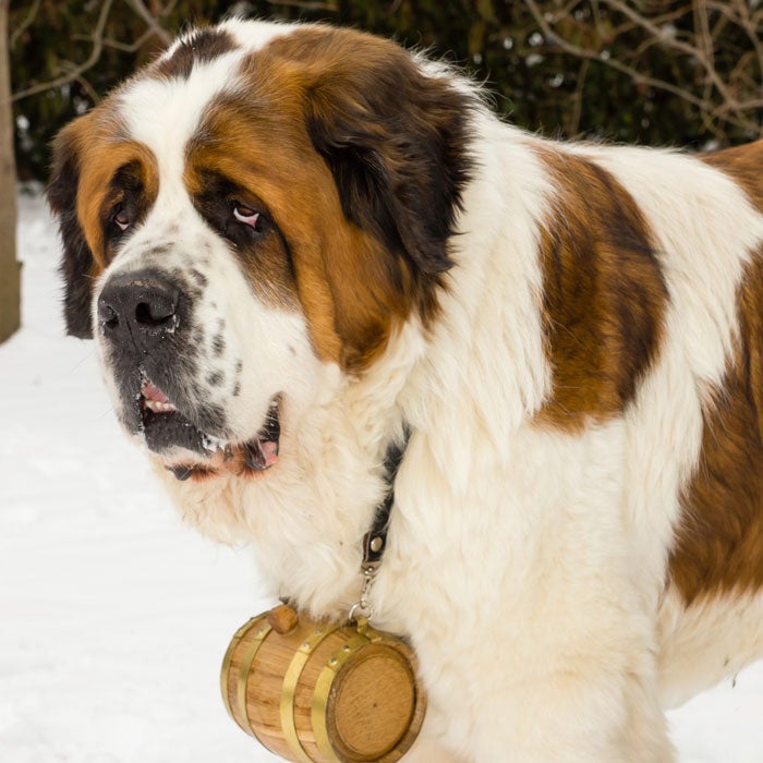 Saint Bernards became (more) famous when the beloved, super slobbery, trouble-making Beethoven hit the big screen in the 1992. Not all Saint Bernards cause so much disaster, but they are really that big—120 to 200 pounds. Saint Bernards have low energy and aren't necessarily super playful, but they make up for it with affection and willingness to work—the muscular dogs will trek for miles through deep snow to search for lost travelers.