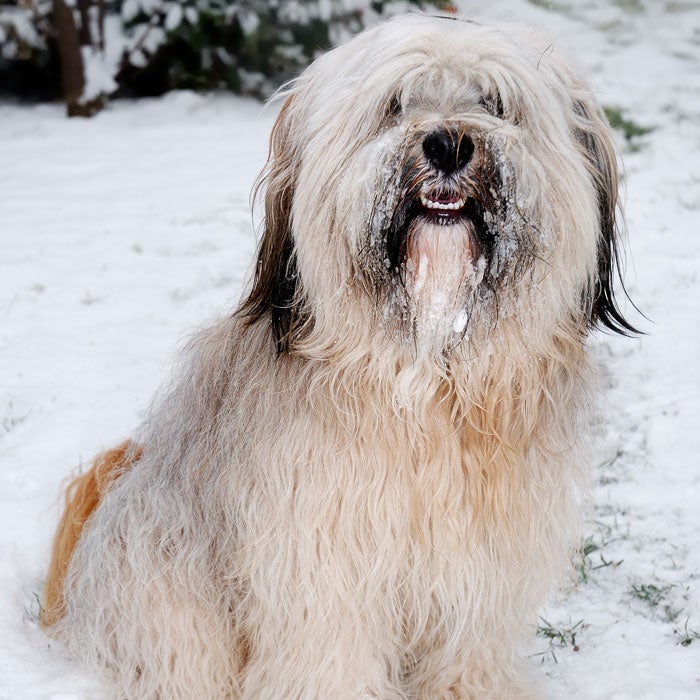 The Tibetan Terrier is built to withstand the extreme climate and terrain of its home country of Tibet, says DiNardo. The dogs have large, flat, round feet that provide traction in heavy snow—much like snowshoes—and a protective double coat. This breed is gentle and makes for a great companion both on outdoor adventures or relaxing on the couch.Don't let their size fool you. Tibetan Terriers, originally bred and raised in monasteries 2,000 years ago, make for excellent outdoor companions. Kept as good-luck charms and watchdogs, and originally used for herding sheep as well as retrieving items that off mountainsides, Tibetan Terriers are agile, excellent in the snow, and love to climb.