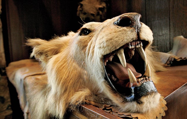 A lion, shot by Teddy Roosevelt, in the Explorers Club's Manhattan offices
