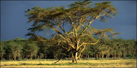 Kenya