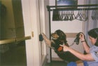 A service dog pressing a button to open an automatic door.