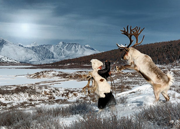 Bull reindeer in Mongolia