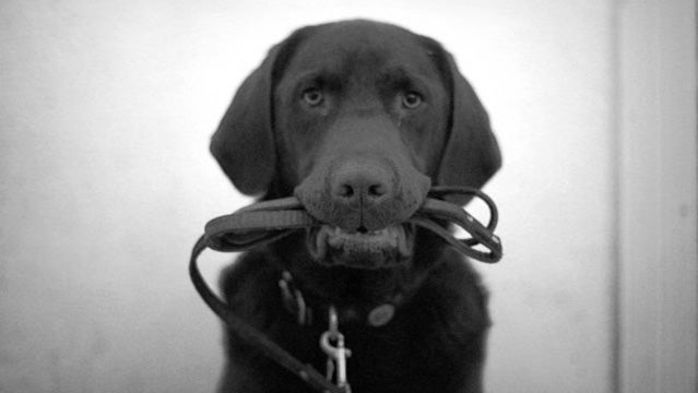Danger's ready for a loose-leash walk.