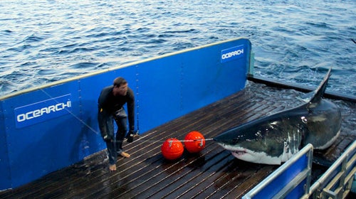 Captain Brett McBride climbs into the shark lift with Mary Lee.