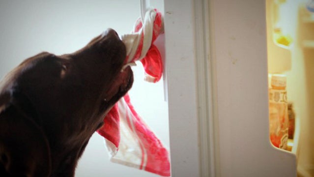 Danger opens the fridge to get himself a snack.