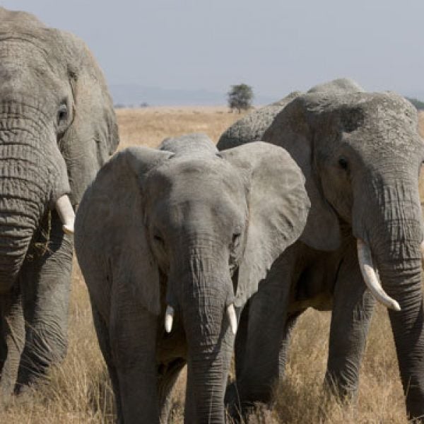 100 miles for elephants african elephants safari