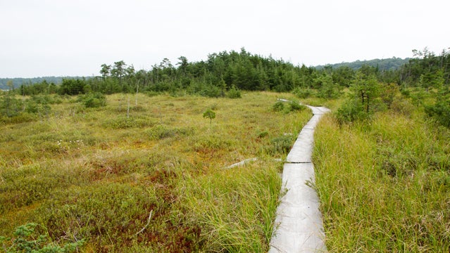 Ponkapoag Bog Boardwalk in the Blue Hills Reservation.
