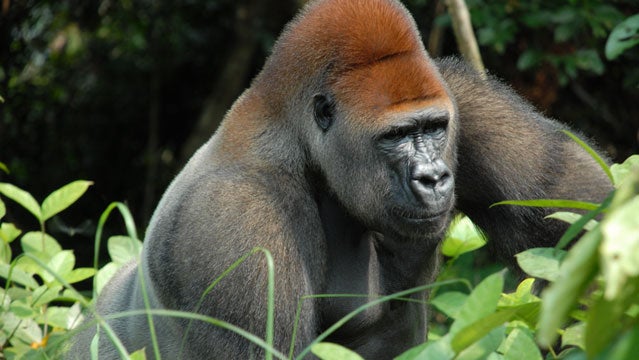 gorilla tracking in the congo safaris congo africa conservation safari