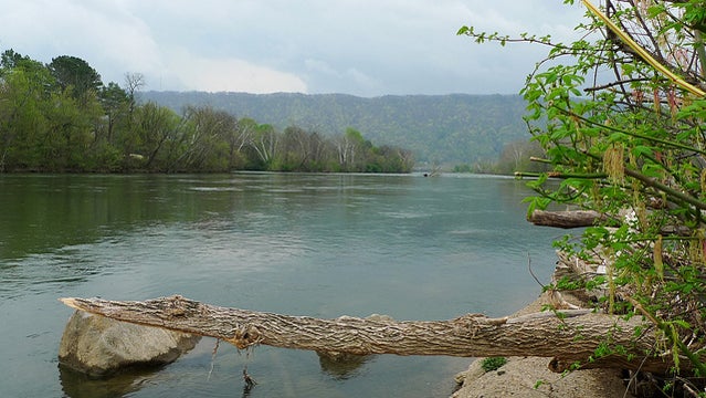 Holston River south fork.