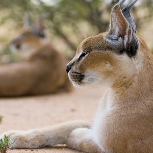 africa safari foreign aid