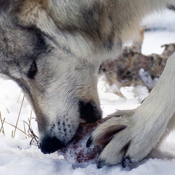 Lunchtime at the Grizzly and Wolf Discovery Center at West Yellowstone, Montana.