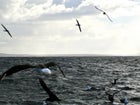 Albatross