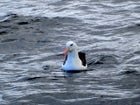 Black-browed albatross