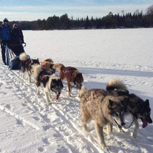 dogsled Minnesota Katie Heaney Ely Iditarod Wintergreen Dogsled Lodge