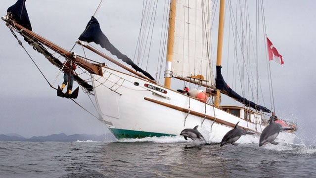 hecate strait british colombia islands dolphins sailing outside travel awards
