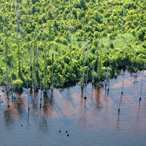 The Alligator river's swollen banks.