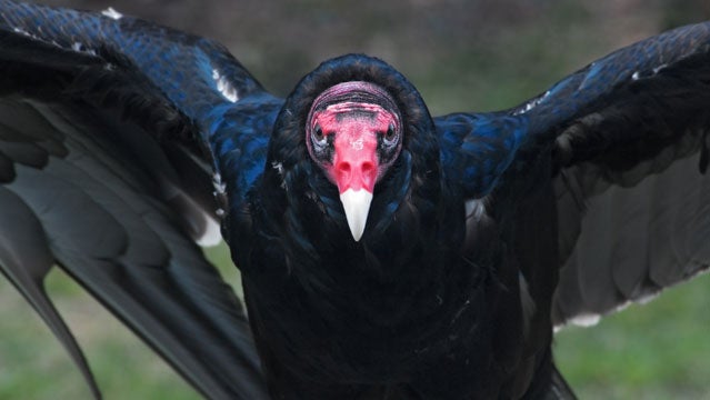 turkey vulture Shelby North Carolina federal law North Carolina State poop