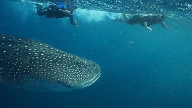 Swimming with whale sharks.
