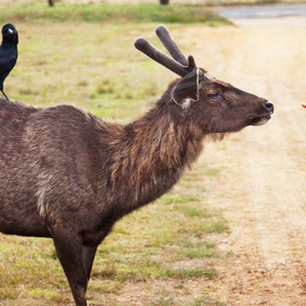 deer moose roadkill can i eat road kill