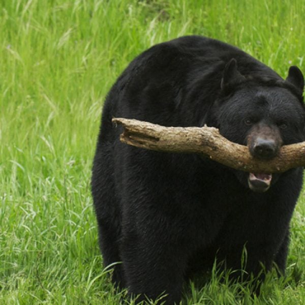 black bear attack azougar