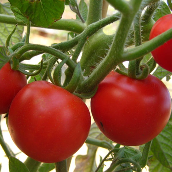produce preserve last tomatos