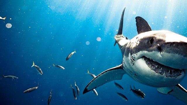 great whites jaws cape cod return