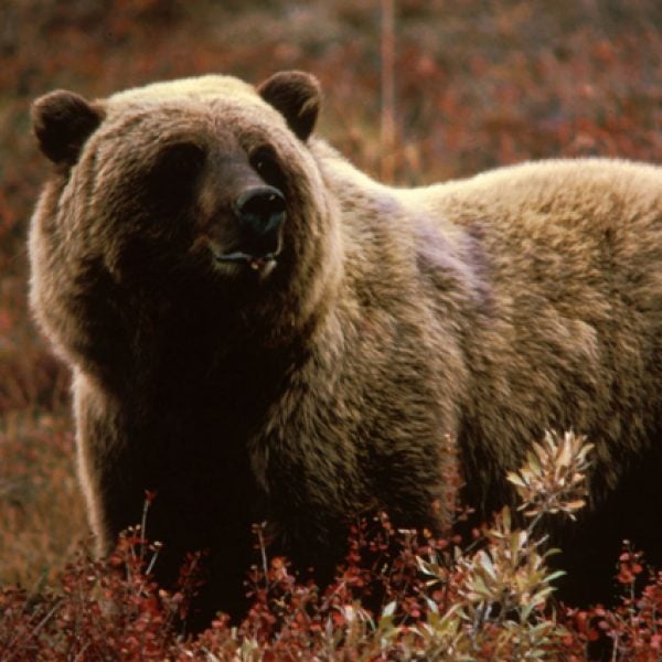 A grizzly bear