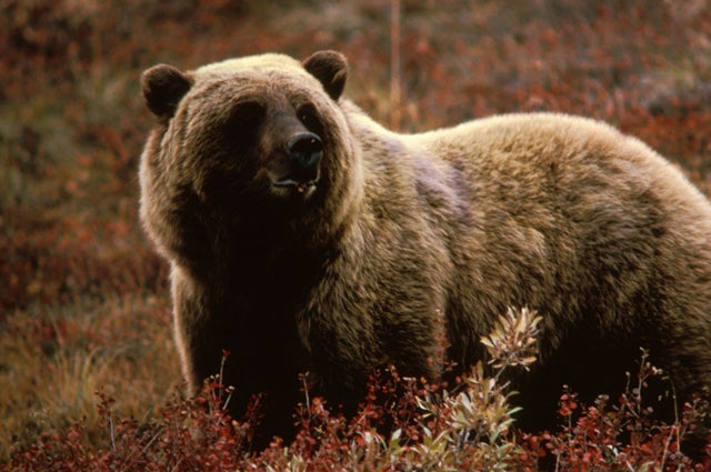 A grizzly bear