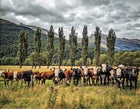 Gage Salyards HDR Landscape Matukituki Valley Mount Aspiring National Park New Zealand New Zealand Adventure Olympus OM-D Trees Wanaka clouds cows february 2013 fences fields grass hills landscape photography livestock micro4/3 microfourthirds mountains nature photography wideangle wildlife