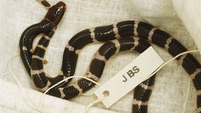 The fatal krait.