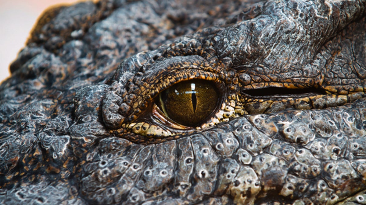 Surviving an Alligator Attack - Outside Online